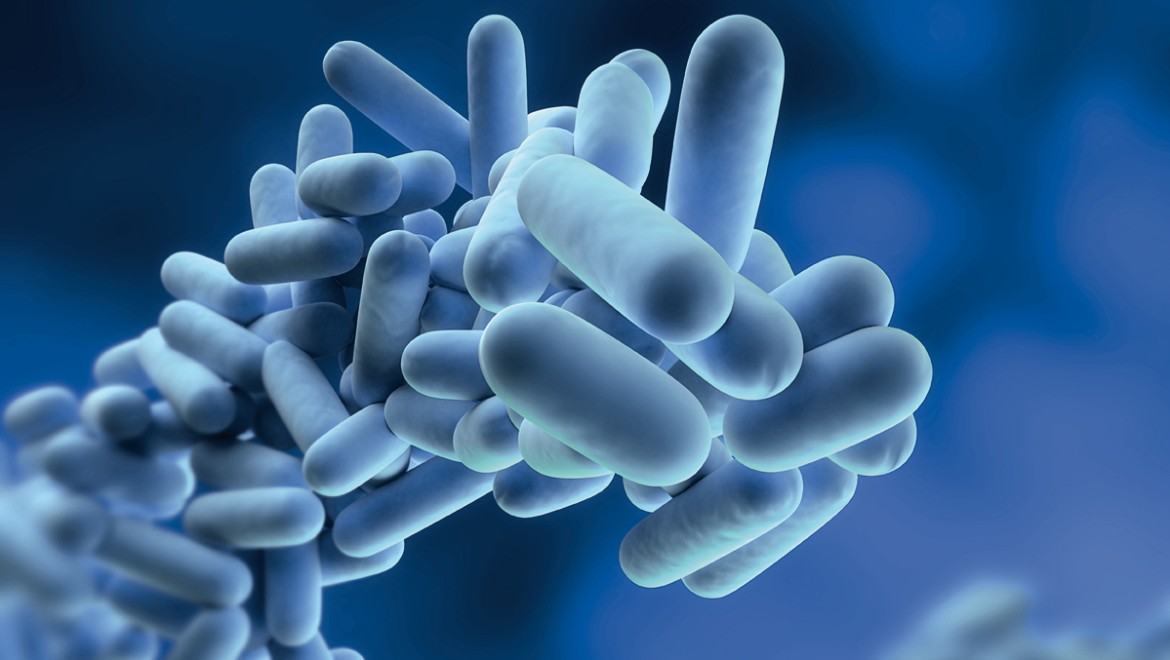 Legionella pneumophila